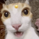 complete-idiot avatar