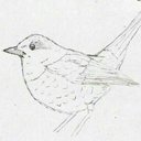 completelykayzee avatar