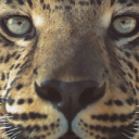 completelyturned avatar