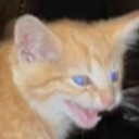 complex-gods-96 avatar