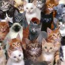 complicatedfr3ak avatar