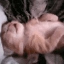 comprehensiveoak avatar