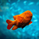 comprenale-reverb avatar