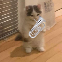 compressedconstellations avatar