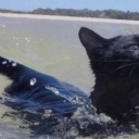 computerbunny avatar