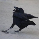 concernedcrow avatar
