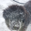 concretechrysalis avatar