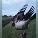 condor-and-quail avatar