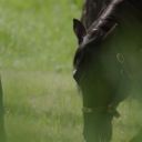 confessions-heartland avatar