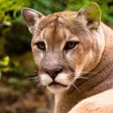 confessionsofacougar avatar