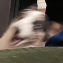 confetti-cannon0 avatar