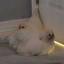 confetti-overdrive avatar