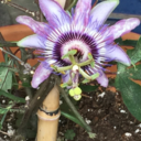 confetticupcake avatar