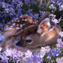 confidentlycali avatar