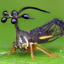 confidenttreehopper avatar