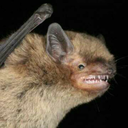 conflictedrat avatar