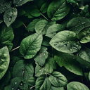 confronting-the-faceless avatar