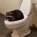 confused-raccoon-feelings avatar