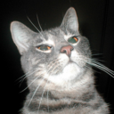 confusedcatsagainstfeminism avatar