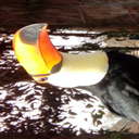 confusedtoucan avatar