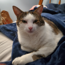 confusedtransfemgremlin avatar