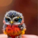 connectifiability avatar