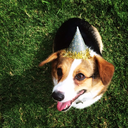 conneythecorgi avatar