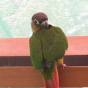 connietheconure avatar