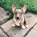 conniethecorgi avatar