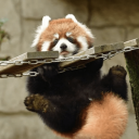 conphusedredpandaa avatar