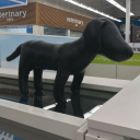 conqueredmutt avatar