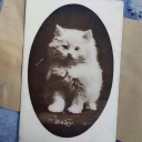 consciencecoward avatar