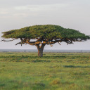 conscious-conservation avatar