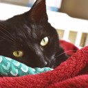 conservative-alchemist avatar