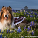 conservativetexan avatar