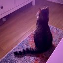 considermycat avatar