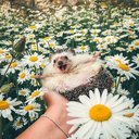 conspiracydad avatar