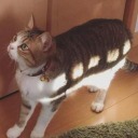 constantconfusion111 avatar