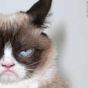 constantly-disheveled avatar