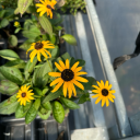 constantmiracles avatar