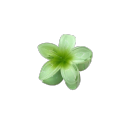 constellaetions avatar