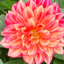 constellation-circe avatar