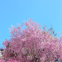 constellation-lair avatar