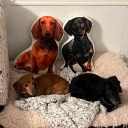 constitution2023 avatar