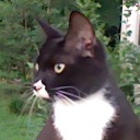 contemplatingsaudade avatar