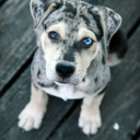 contemporarylily avatar