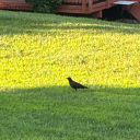 contently-cringe avatar