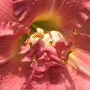 contradecir-se avatar