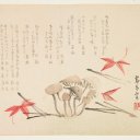 contraditorius avatar