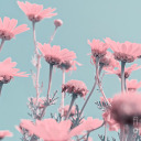 contrarynonsense avatar